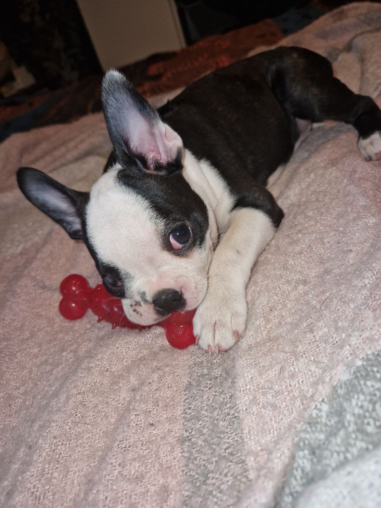 La Patouille des Forges - Chiots disponibles - Boston Terrier