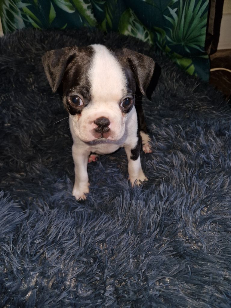 La Patouille des Forges - Chiots disponibles - Boston Terrier