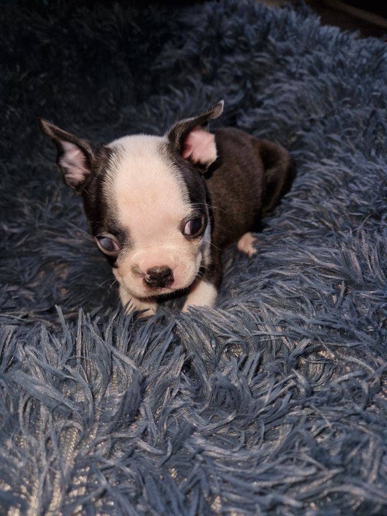 La Patouille des Forges - Chiots disponibles - Boston Terrier