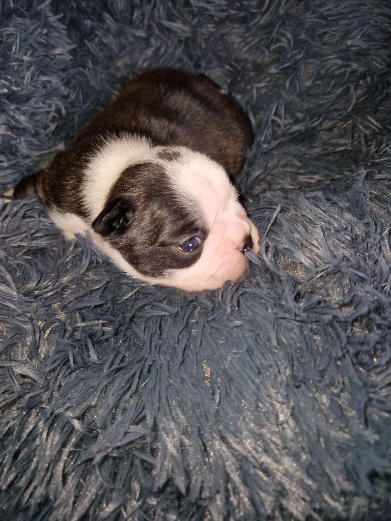 La Patouille des Forges - Chiots disponibles - Boston Terrier